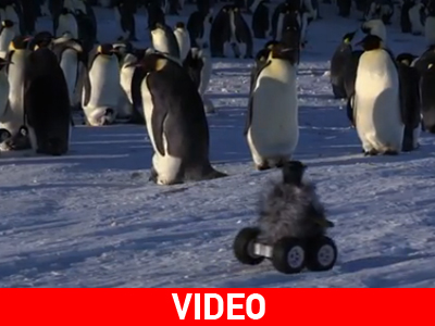 Πιγκουίνος ρομπότ σε ρόλο… μυστικού πράκτορα